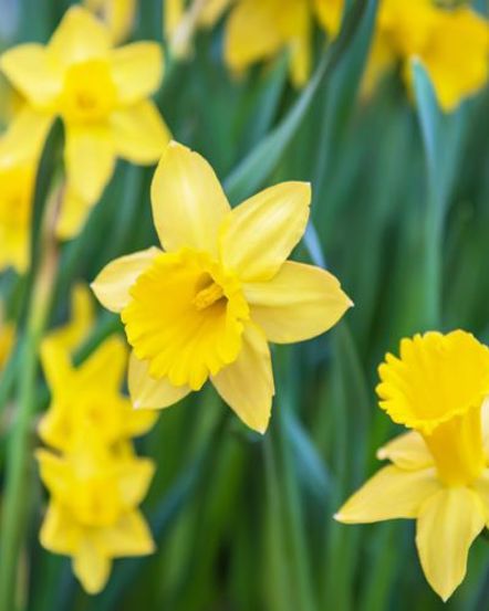 Emotional wellbeing in parent carers: Natural health service