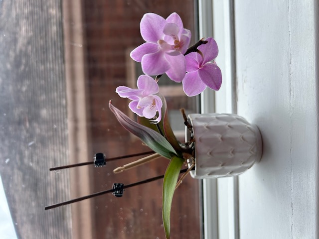 Flower pot on windowsill