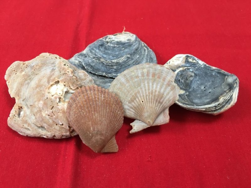 Sea shells