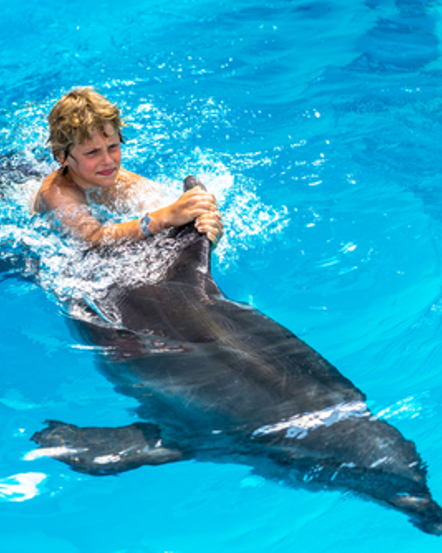 Dolphin Therapy