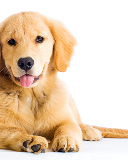 Therapy Pets: Service Dogs