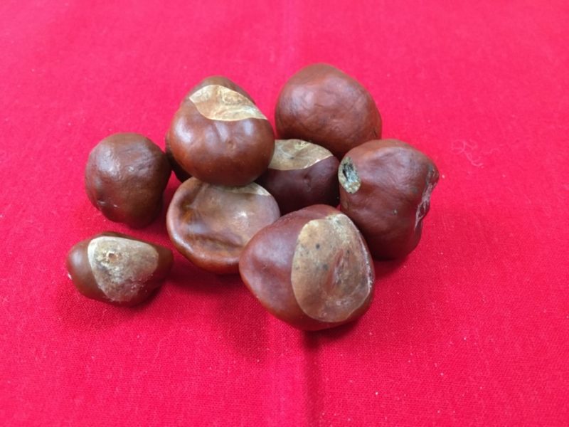 Conkers