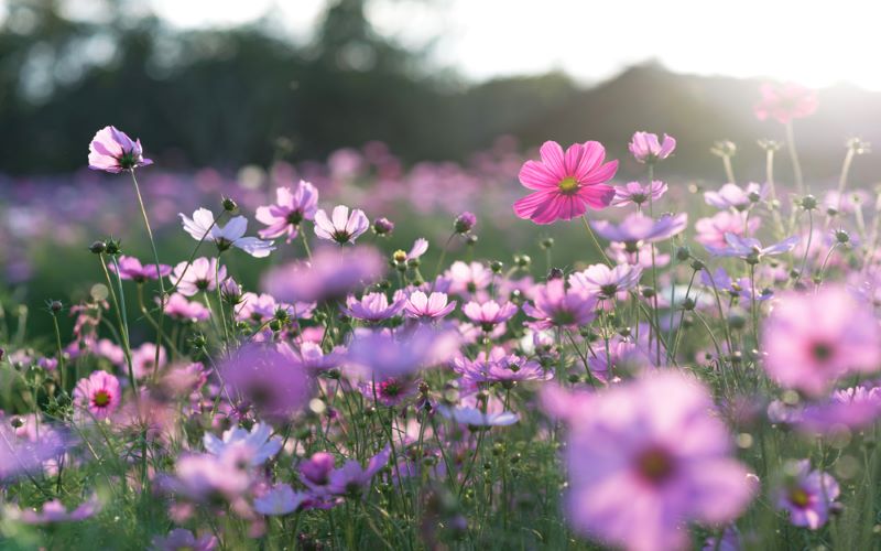 Necesidades especiales de los padres: ¡Primavera en primavera!