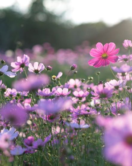 Necesidades especiales de los padres: ¡Primavera en primavera!