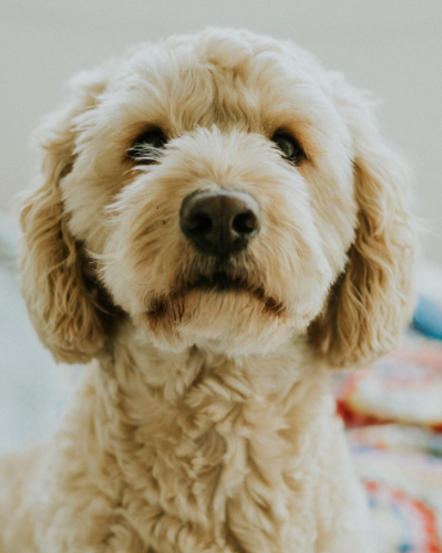 Our DIY Assistance Dog