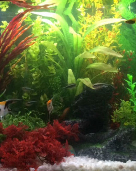 Five Lessons My Autistic Daughter is Learning Through Having a Tropical Fish Tank