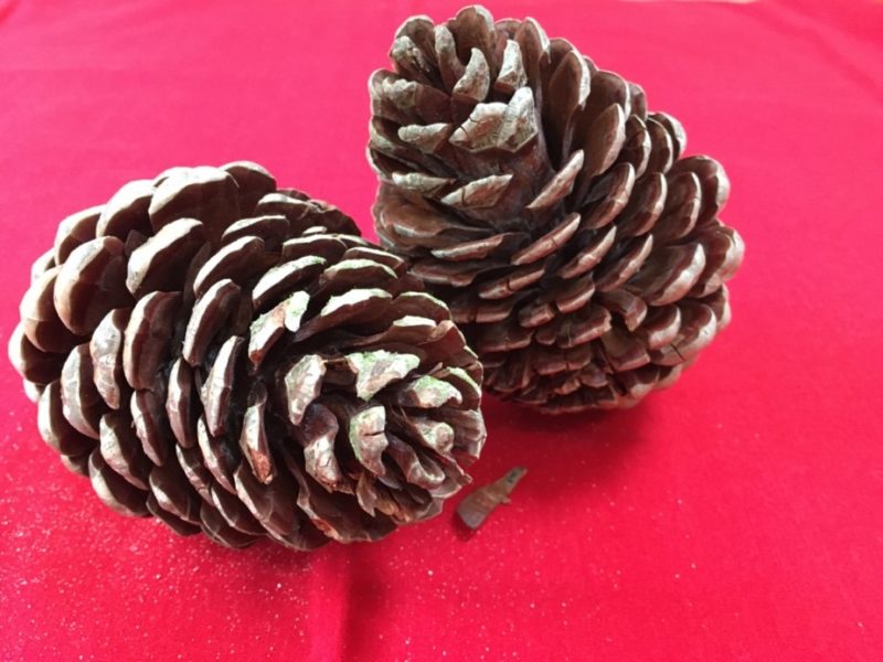 Pine Cones